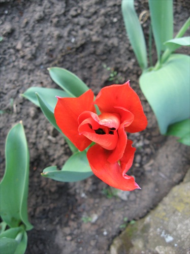 Tulipan zhora.