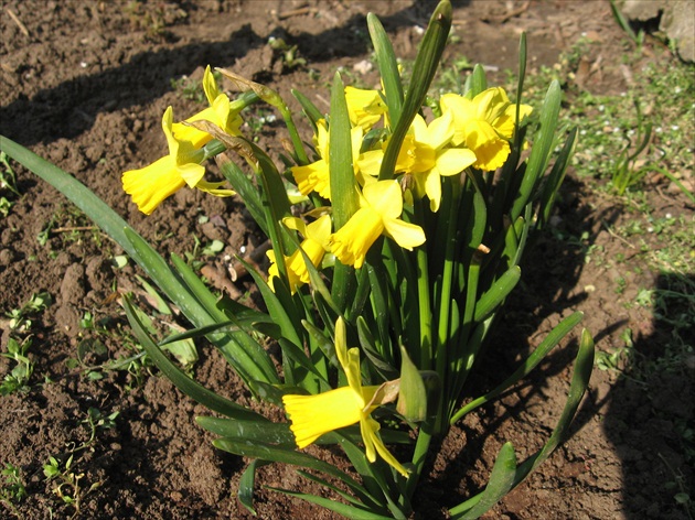 Žlté a drobné narcisky.