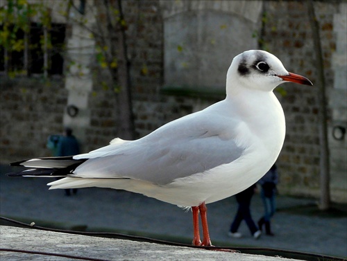 Parížska čajočka:)