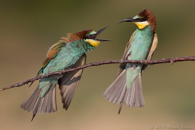 Merops apiaster (Včelárik zlatý)