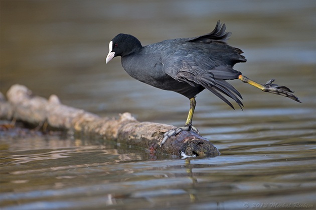 Fulica atra