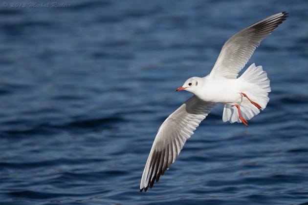 Larus ridibundus