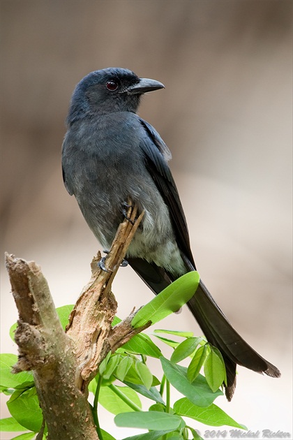 Dicrurus caerulescens