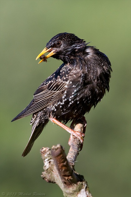 Sturnus vulgaris