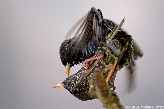 Sturnus vulgaris