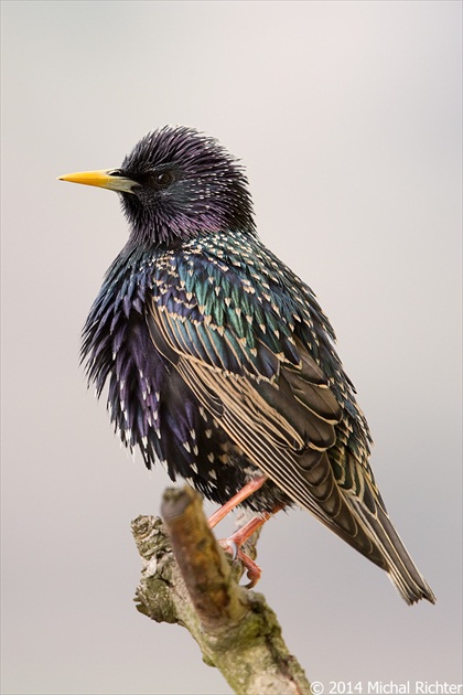 Sturnus vulgaris