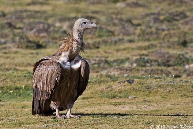 Gyps himalayensis