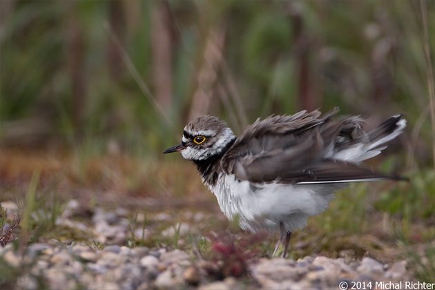 Charadrius dubius