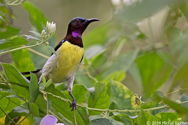 Leptocoma zeylonica