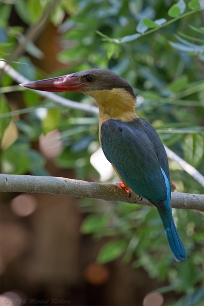 Pelargopsis capensis