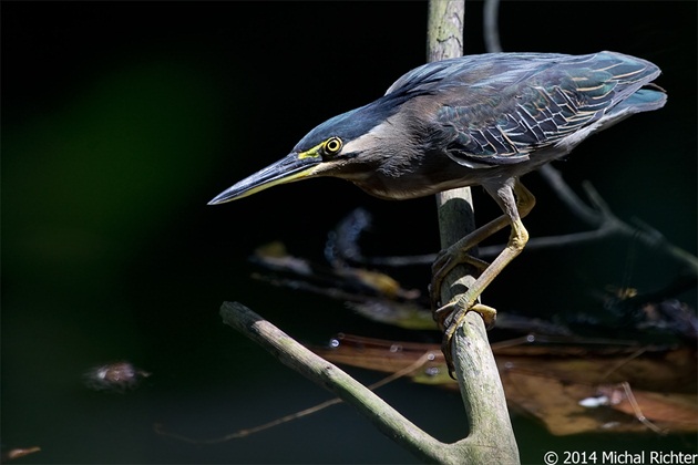 Butorides striata