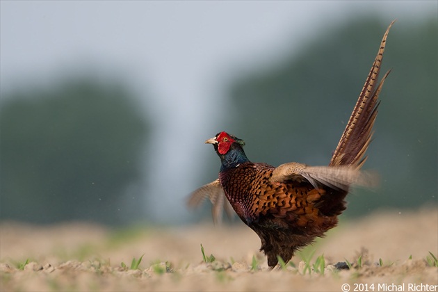 Phasianus colchicus