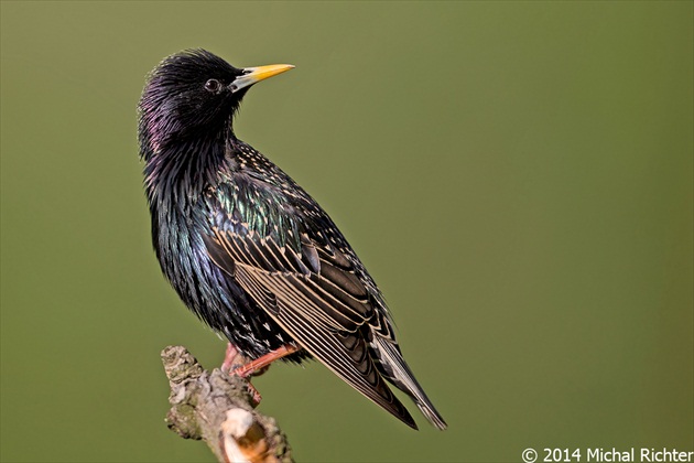 Sturnus vulgaris