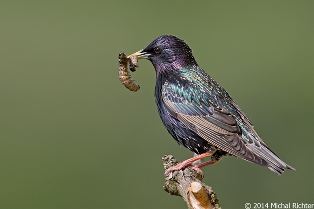 Sturnus vulgaris