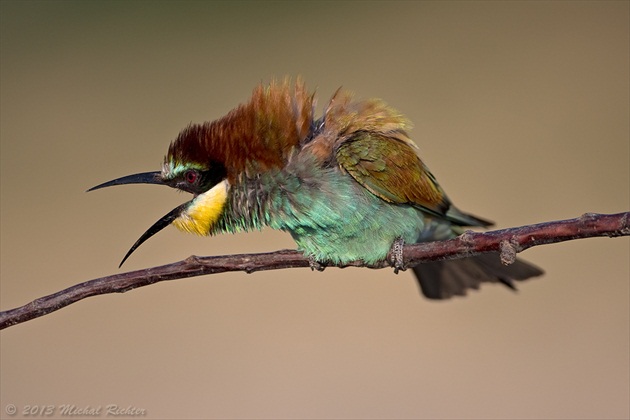 Merops apiaster