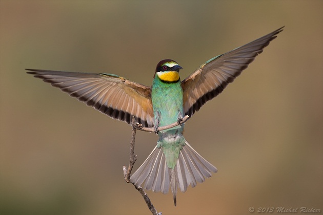 Merops apiaster