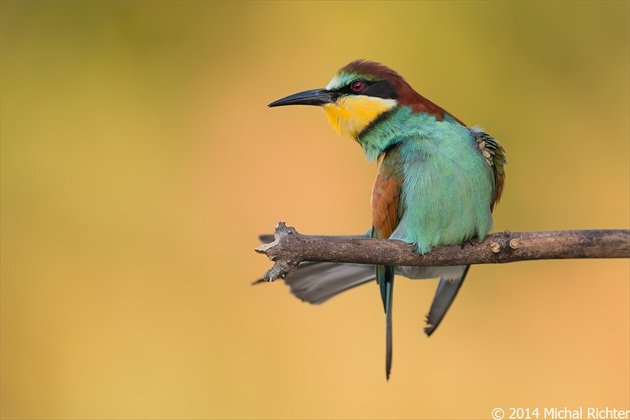 Merops apiaster