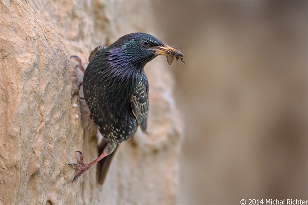 Sturnus vulgaris