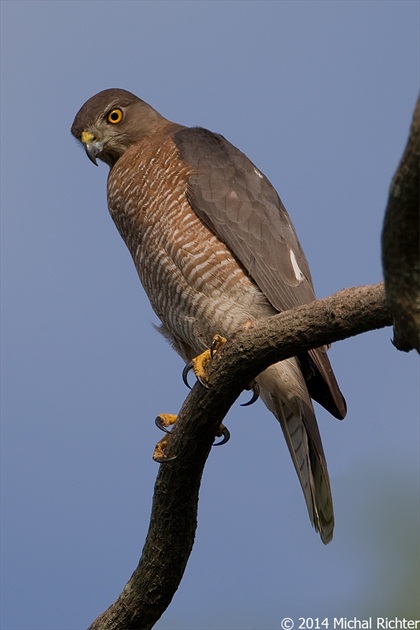 Accipiter badius