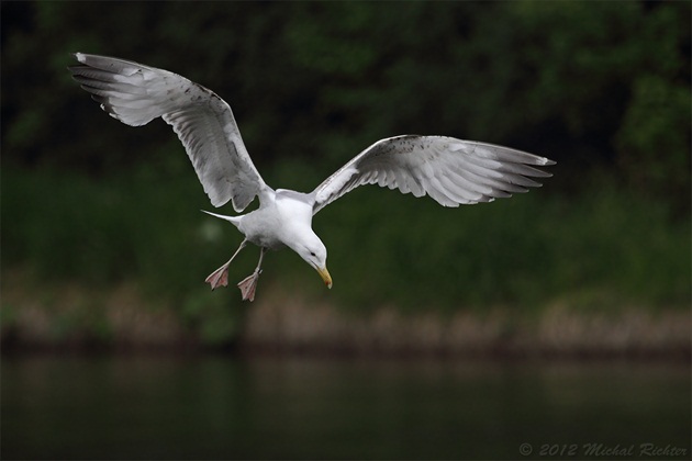 Larus cachinnans michahellis