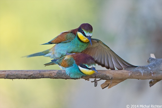 Merops apiaster