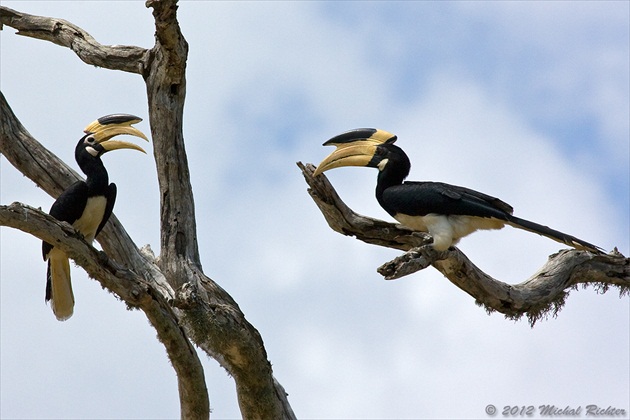 Anthracoceros coronatus