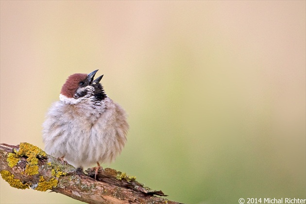 Passer montanus