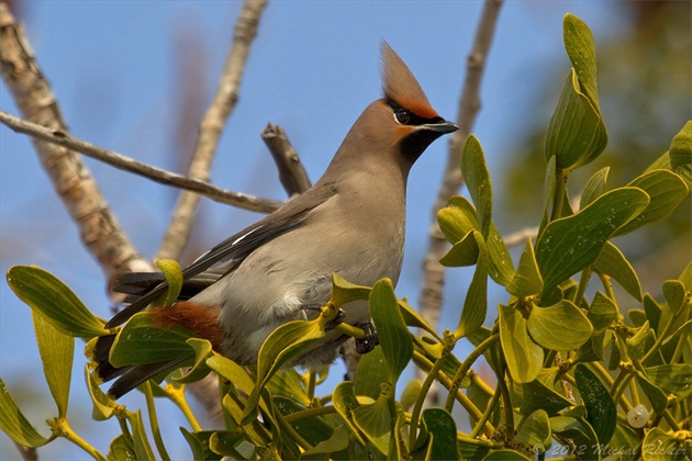 Bombycilla garrulus