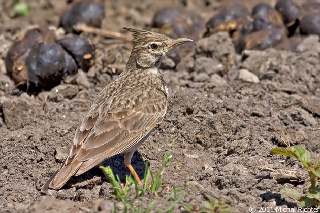 Galerida cristata