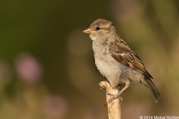 Passer domesticus