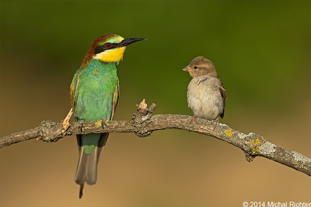 Merops apiaster vs. Passer domesticus