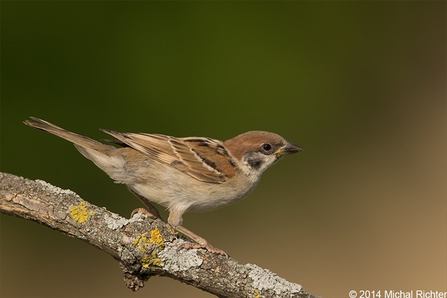 Passer montanus