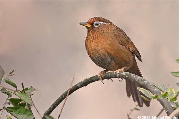 Garrulax canorus