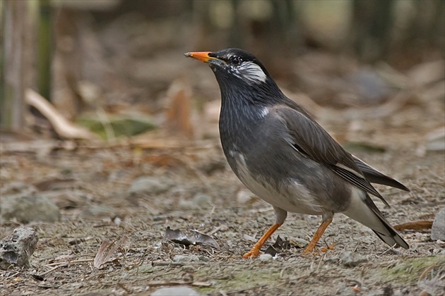 Sturnus cineraceus