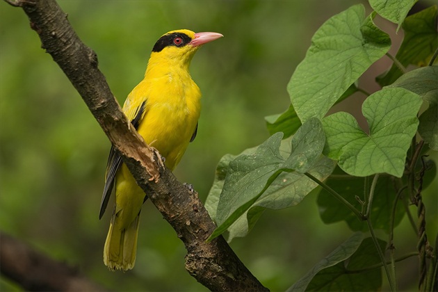 Oriolus chinensis (samec)