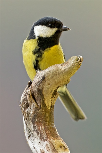 Parus major (Sýkorka veľká)