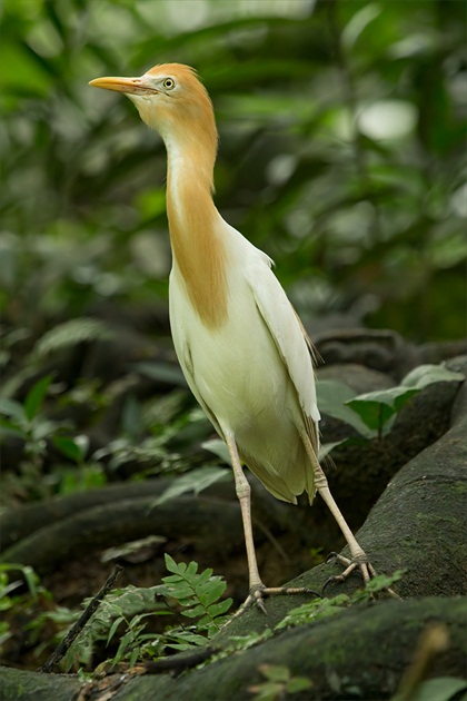 Bubulcus ibis