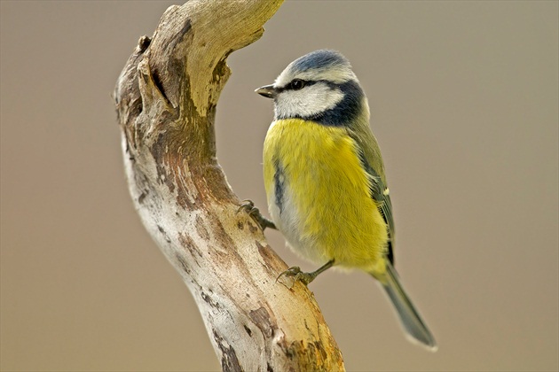 Cyanistes caeruleus