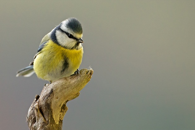 Cyanistes caeruleus