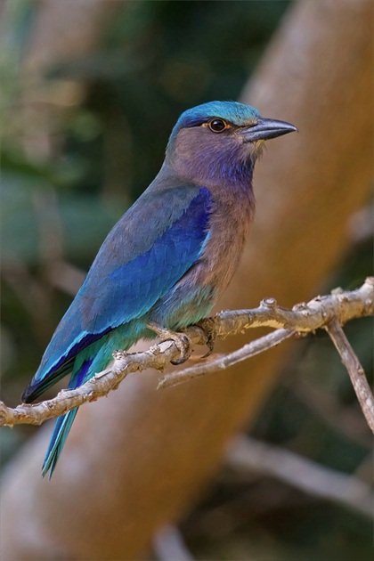 Coracias benghalensis