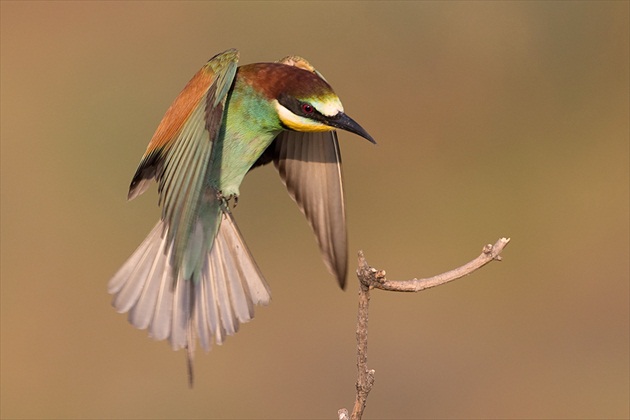 Merops apiaster