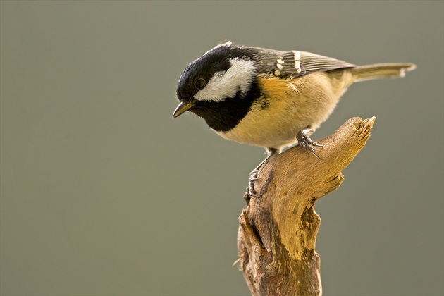 Periparus ater