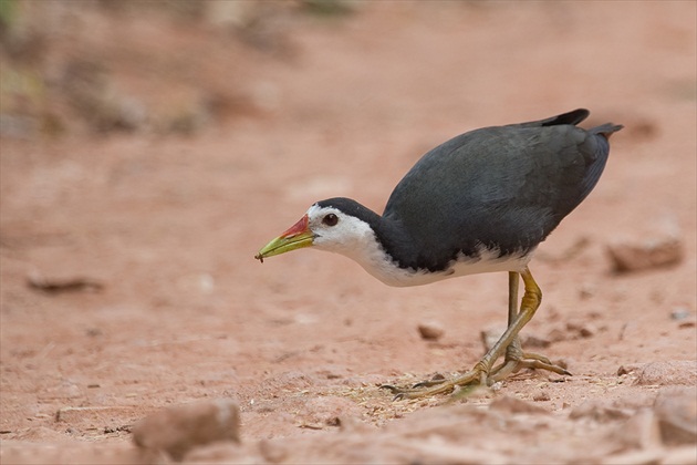 Amaurornis phoenicurus