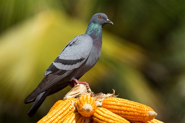 Columba livia