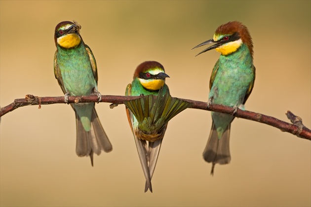 Merops apiaster