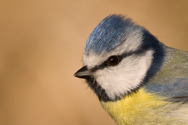 Cyanistes caeruleus