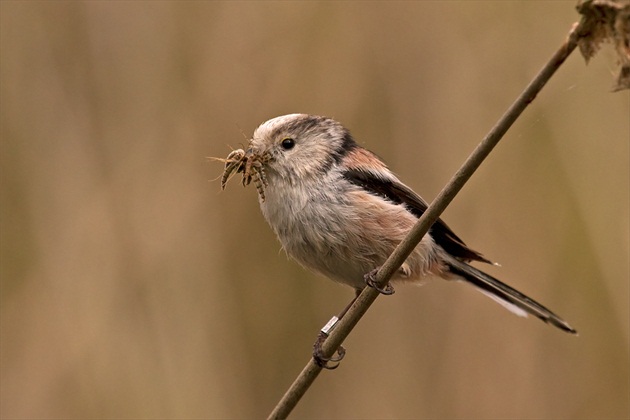 Aegithalos caudatus