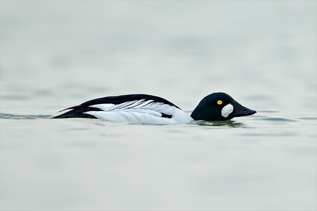 Bucephala clangula