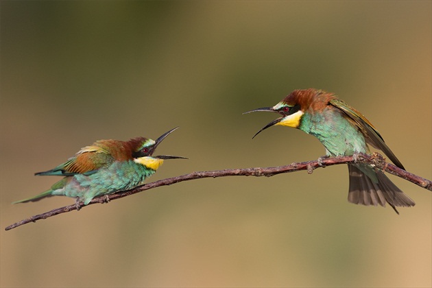 Merops apiaster