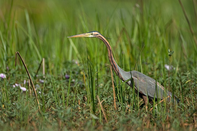 Ardea purpurea